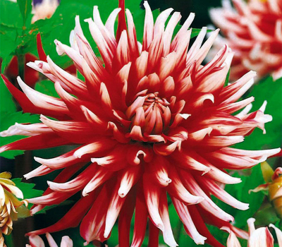 Жоржина Friquolet