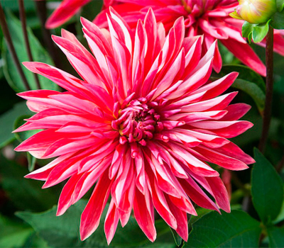 Жоржина Selina