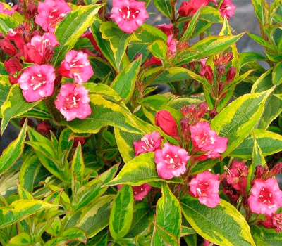 Вейгела цветущая Бригела (Р9)