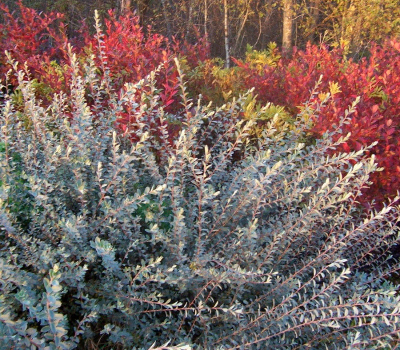 Верба ползучая Нитида (Р9)