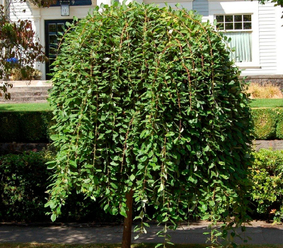 Верба цельнолистовая Пендула (Р9)