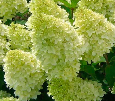 Гортензия метельчатая Кендилайт (Р9)