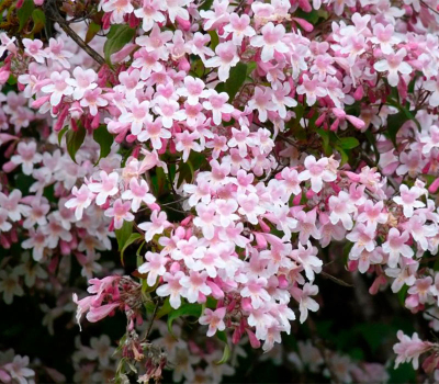 Кольквиция прекрасная Rosea (Р9)