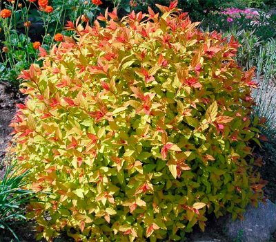 Спирея японская Меджик Карпет (Р9)