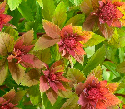 Спирея японская Спарклин Шампань (Р9)