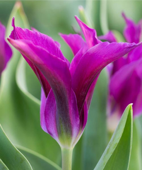 Тюльпан Пурпл Долл (Purple Doll), 2 шт