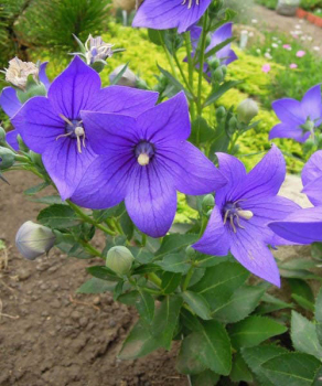 Платикодон Fuji Blue