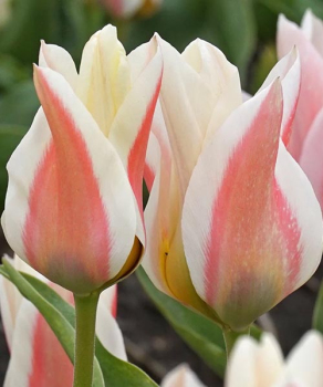 Тюльпан Серано (Serano), 2 шт