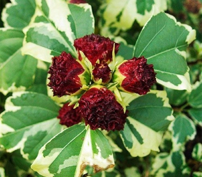 Гибискус сирийский (Purpureus variegatus)