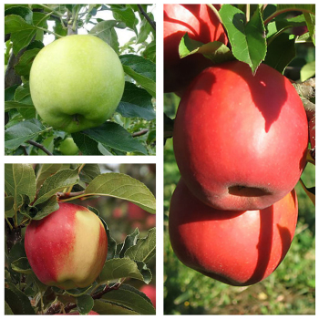 Яблоня дерево сад (Грин Стар + Амброзия + Пинк Леди)