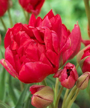 Тюльпан Estatic, 2 шт