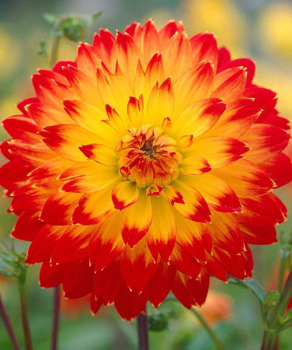 Жоржина Procyon