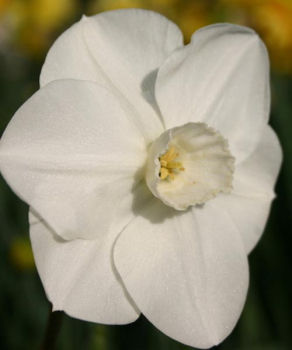 Нарцис Хантер Доун (Hunter Dawn)