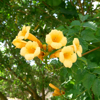 Кампсис Флава