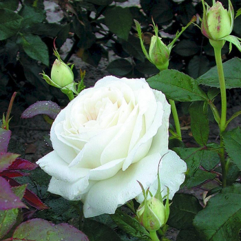 Троянда чайно-гібридна Карен Бліксен (Karen Blixen)