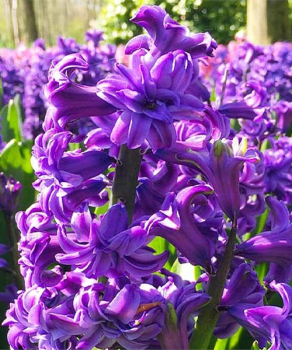 Гіацинт Лили Пьорпл (Lili Purple)