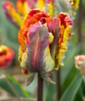 Тюльпан Раста Пэррот (Rasta Parrot), 2 шт