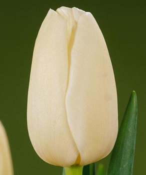 Тюльпан Катерина (Catherina), 2 шт