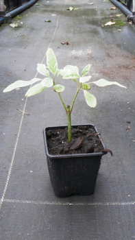 Дёрн белый Элегантиссима (Р9)