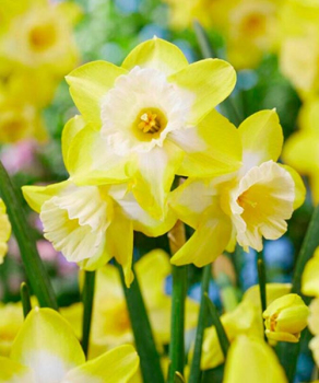 Нарцис Хантер Санрайз (Hunter Sunrise)