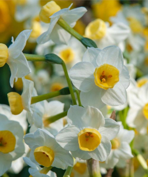 Нарцис Тацетта Омрі (Tazetta Omri)