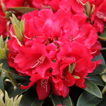 Рододендрон Brisanz, 2 года