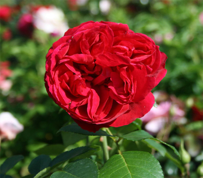 Троянда паркова Ред Іден Роуз (Red Eden Rose)