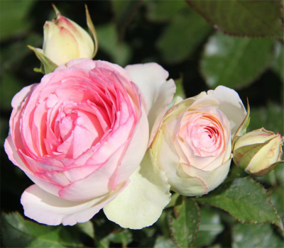 Роза плетистая Еден Роуз (Eden Rose)
