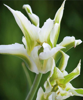 Тюльпан Грин Стар (Green Star), 2 шт