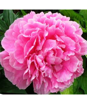 Півонія Alexander Fleming