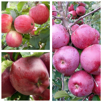 Яблуня дерево сад (Слава Переможців + Ред Чіф + Флоріна)