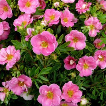 Лапчатка Пинк Куин (Pink Queen)