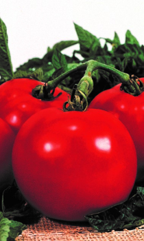 Томат Президент ІІ F1, 500 сем, Seminis