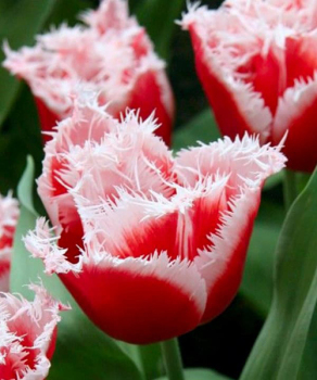 Тюльпан New Santa, 2 шт