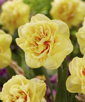 Нарцис Санні Деу (Sunny Day)