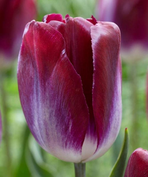 Тюльпан Канзас Прауд (Kansas Proud), 2 шт