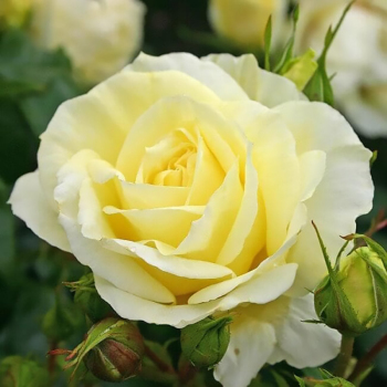 Троянда чайно-гібридна Лімона (Limona)