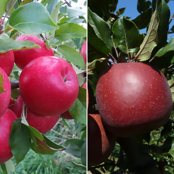 Яблуня дерево сад (Трініті + Айдаред)