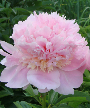 Півонія Angel Cheeks