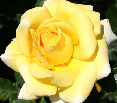 Роза чайно-гибридная Беролина (Berolina)