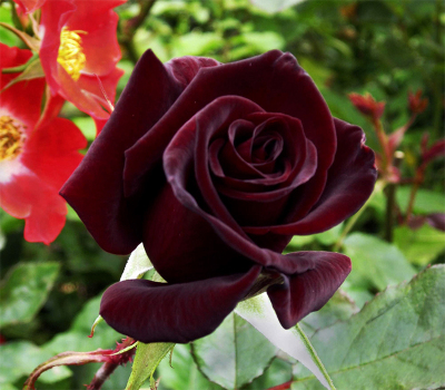 Роза чайно-гибридная Блек Меджик (Black Magik)