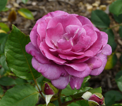 Троянда чайно-гібридна Віолет Парфум (Violette Parfume)