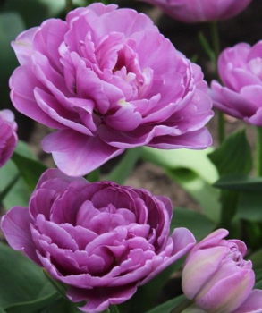 Тюльпан Lilac Perfection, 2 шт