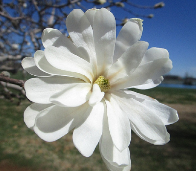 Магнолия звёздчатая Роял Стар