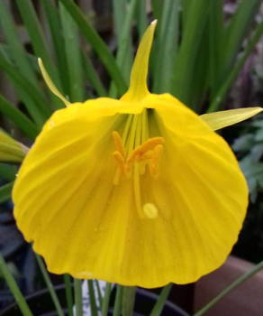 Нарцис Оксфорд Голд (Oxford Gold)