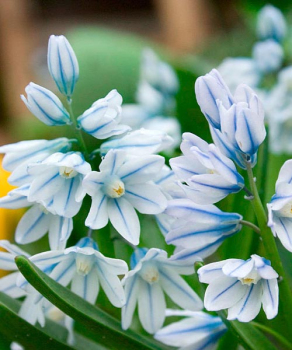 Пушкиния Либонотика (Libanotica), 5 шт