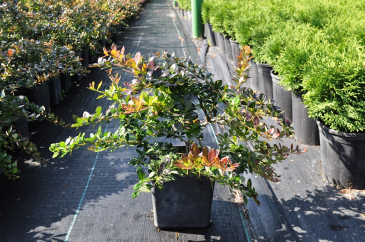 Барбарис средний Ред Джевел (С3)