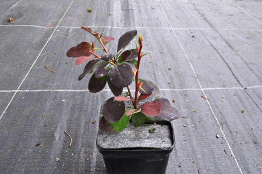 Барбарис оттавский Суперба (Р9)