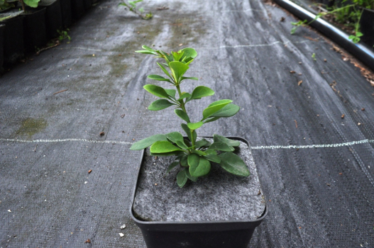 Барбарис Тунберга Эректа (Р9)