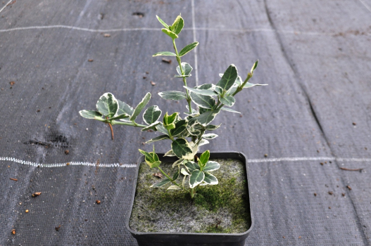 Бересклет Форчуна Эмеральд Гаети (Р9)